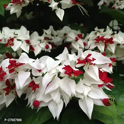 Zomoloco Live Rare Bleeding Heart Vine White Cler