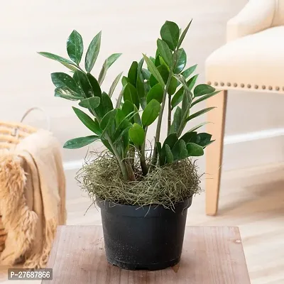 Zomoloco Live Air Purifying Indoor Zz Zamioculcas