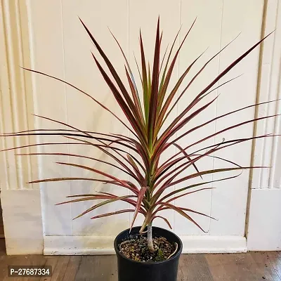 Zomoloco Live Air Purifying Red Edged Dracaena Mar