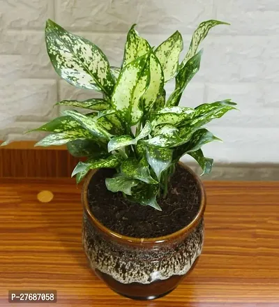 Zomoloco Snow White Aglaonema Chinese Evergree-thumb0