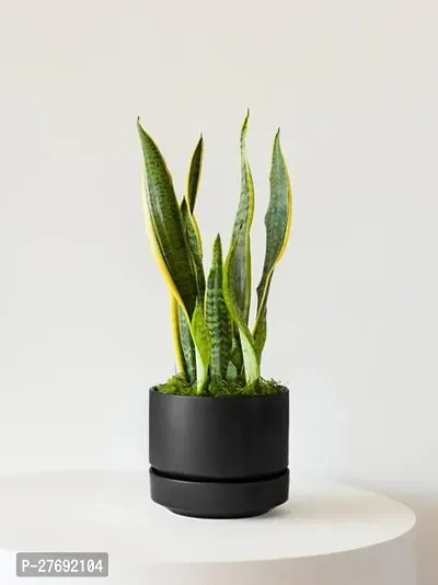 Zomoloco Snake Plant For Home Decorations Best For-thumb0