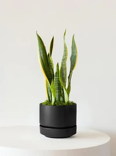 Hot Selling Plant & Planters 