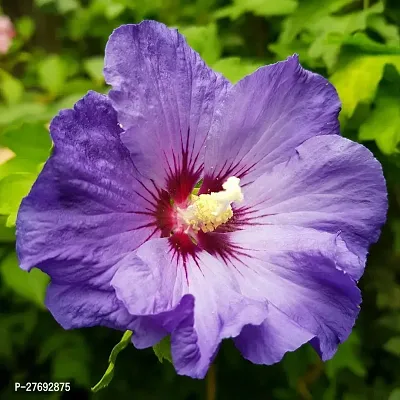 Zomoloco Hibiscus Blue Live Flower Plant Cf42404-thumb0