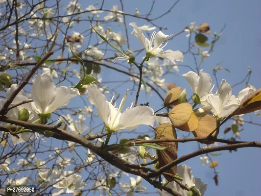 Zomoloco Kanchan Bauhinia Acuminata White Flower-thumb0