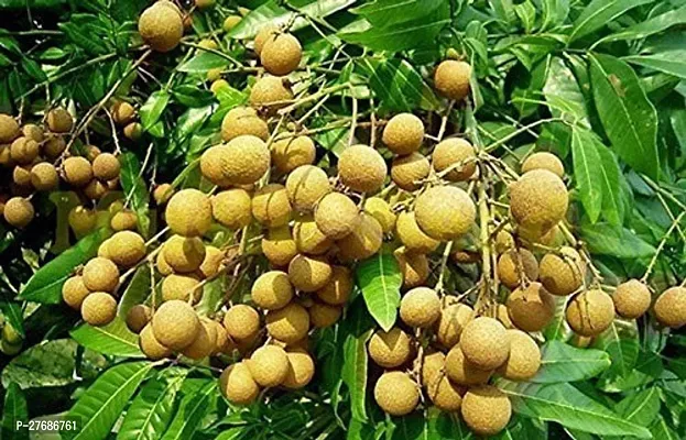 Zomoloco Rare Dwarf Longan Fruit Plant Thailand V