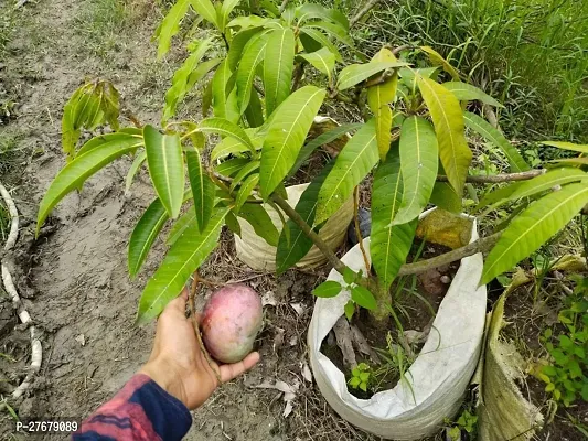 Zomoloco Japanese Miyazaki Grafted Mango Plant2 M-thumb0