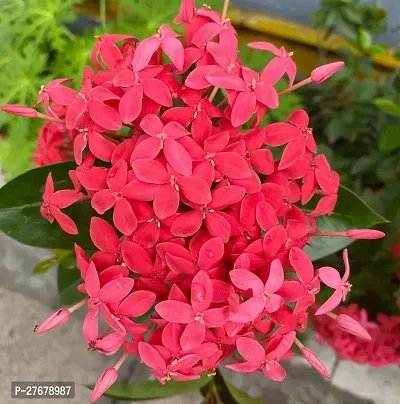 Zomoloco Trothic Ixora Chethi Red Plant Live Flowe-thumb0