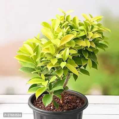 Zomoloco Ficus Panda Plant Ficus Plant-thumb0