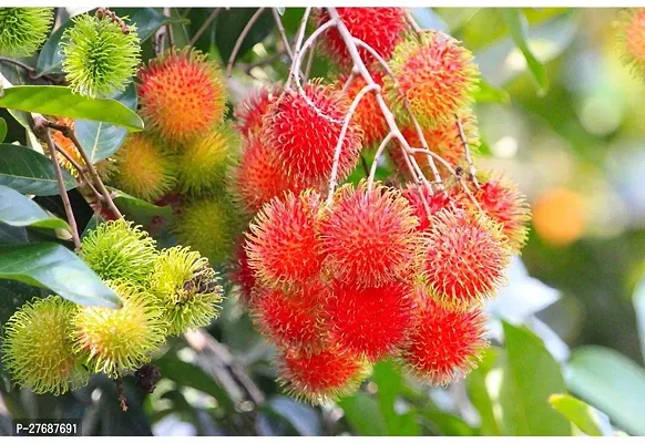 Zomoloco Rare Red Rambutan Hybrid Exotic Fruit See