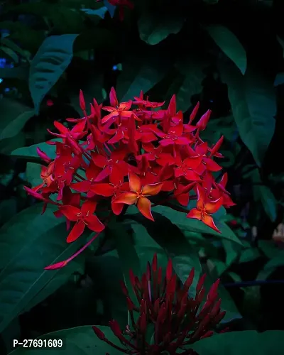 Zomoloco Trothic Ixora Chethi Red Plant Live Flowe