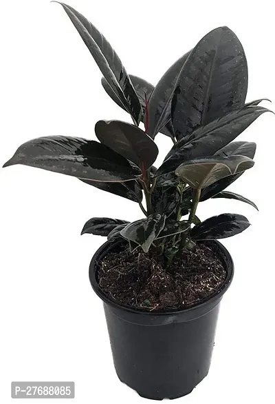 Zomoloco Live Rubber Plant Black Prince Rubber P