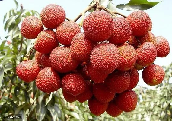 Zomoloco Air Layered Hybrid Bombai Litchi Plant Li