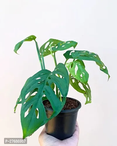 Zomoloco Broken Heart Indoor Plant With Air Purify-thumb0