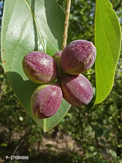 Zomoloco Almond Plant Agzq1Cfa34 Almond Plant