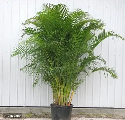 Zomoloco China Palm Areca Palmindooroutdoor De-thumb0