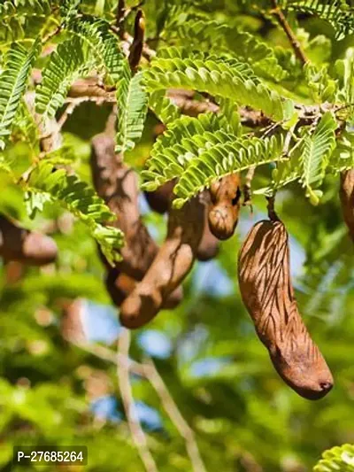 Zomoloco Sweet Tamarind Live Plant Cf2 Tamarind-thumb0