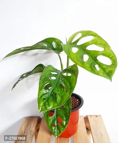 Zomoloco Broken Heart Indoor Plant With Air Purify-thumb0