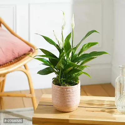 Zomoloco Peace Lily Or Spathiphyllum Live Plant Wh