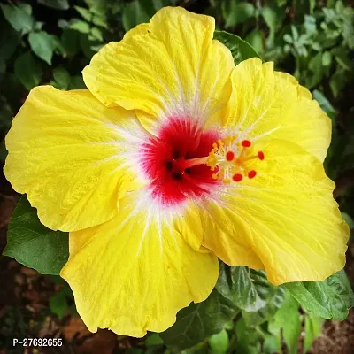 Zomoloco Hibiscus Yellow Live Flower Plant Cf3300