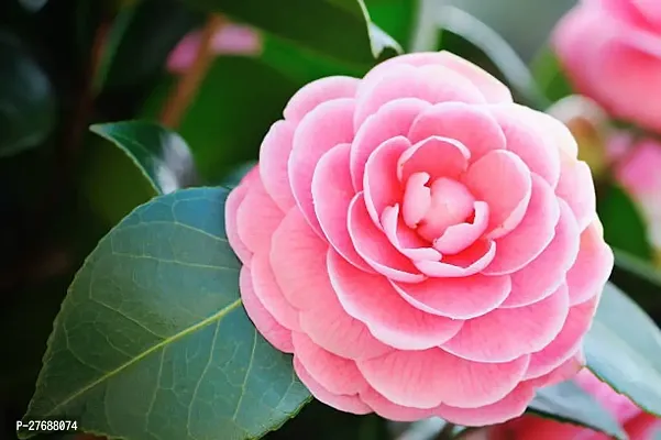 Zomoloco Pink Camellia Healthy Flower Plant For Ho