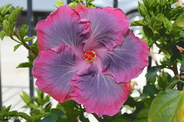 Zomoloco Hibiscus Hybrid Live Flower Plant Disha