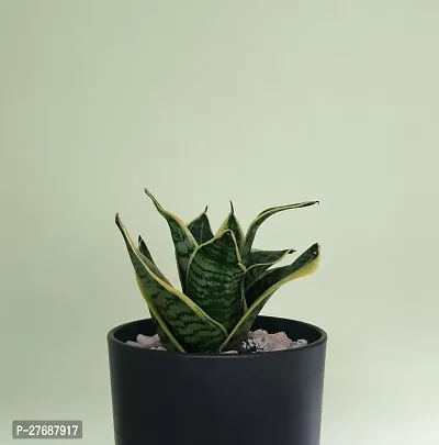 Zomoloco Snake Plant For Home Decorations Best For