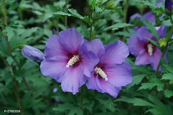 Zomoloco Hibiscus Plant 109 Hibiscus Plant-thumb0