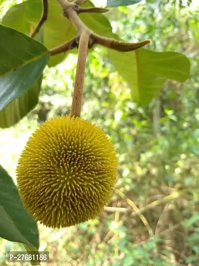 Zomoloco N01 Jack Fruit Plant-thumb0