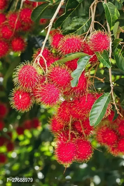 Zomoloco Rare Red Rambutan Hybrid Exotic Fruit See-thumb0