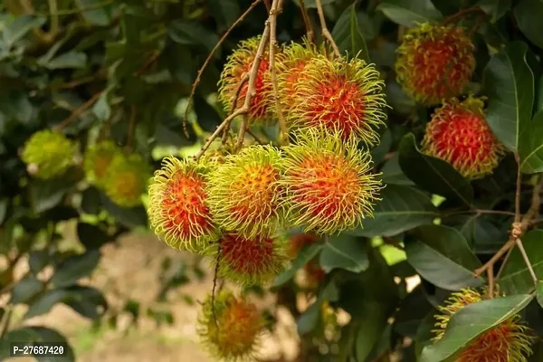 Zomoloco Rare Yellow Rambutan Hybrid Exotic Fruit