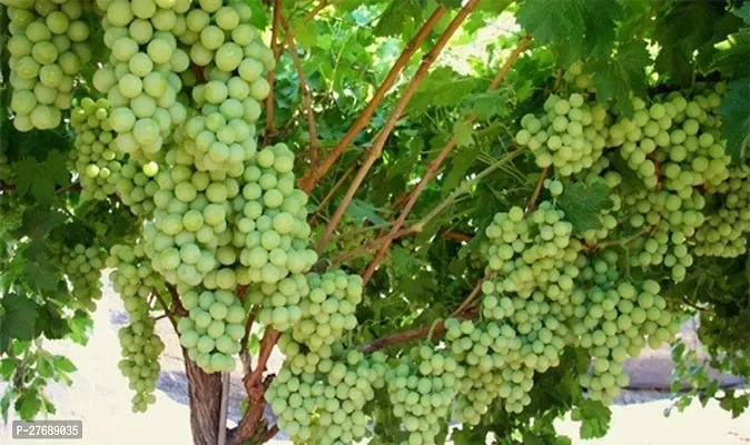 Zomoloco Air Layered Grapes Angoor Live Plant C