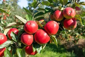 Zomoloco Apple Plant Red Apple Plant-thumb2