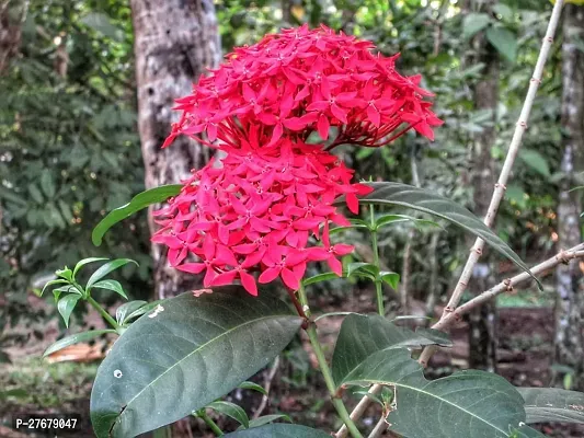 Zomoloco Trothic Ixora Chethi Red Plant Live Flowe-thumb0