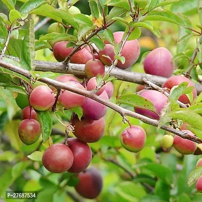 Zomoloco Exotic Live Grafted Plum Aalu Bukharaal