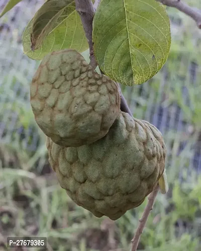 Zomoloco Custard Apple Live Plant Disha200661 C-thumb0