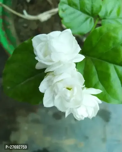 Zomoloco Arabian Jasmine Double Petal Live Flower-thumb0