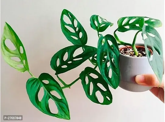 Zomoloco Broken Heart Indoor Plant With Air Purify