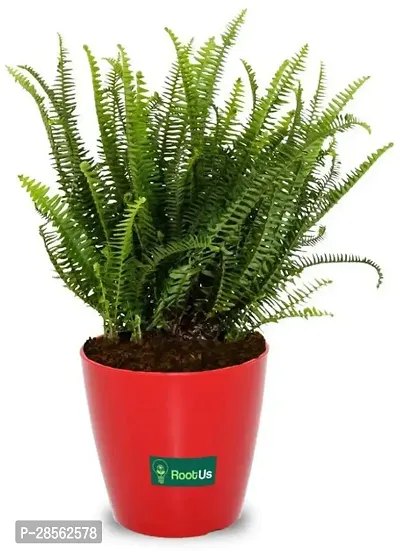 Zomoloco Fern Plant modfern6-thumb0