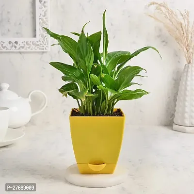 Zomoloco Peace Lily Or Spathiphyllum Live Plant Wh