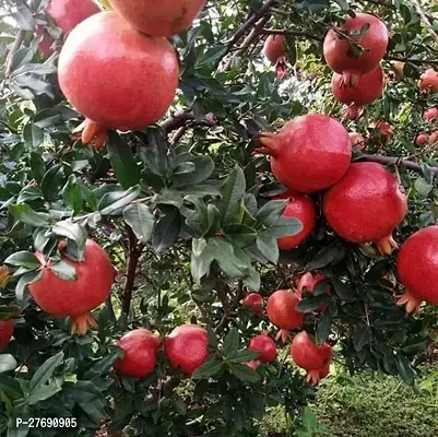 Zomoloco Pomegranate Live Plant Eversweet Variety