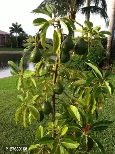 Zomoloco Avocado Plants Live Plantcf02 Avocado P-thumb0