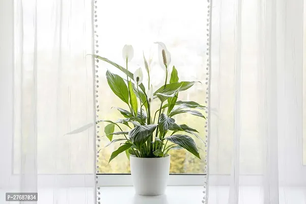 Zomoloco Peace Lily Or Spathiphyllum Live Plant Wh