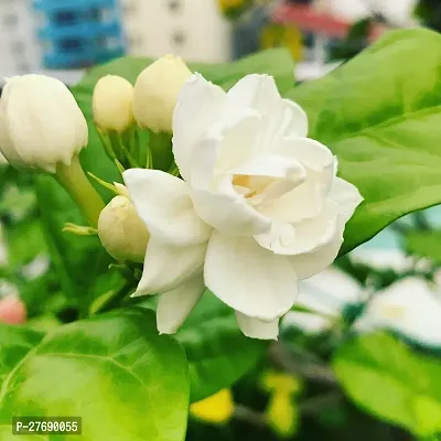 Zomoloco Arabian Jasmine Double Petal Live Flower