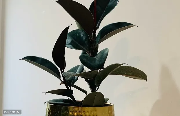 Zomoloco Live Rubber Plant For Indoor Home Decorat