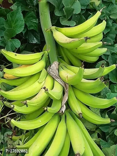 Zomoloco Hybrid Banana Live Plant For Fruiting G-thumb0