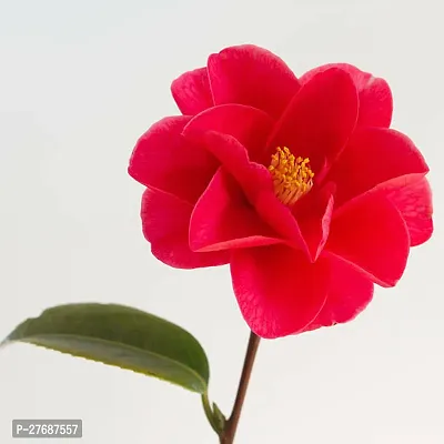 Zomoloco Red Camellia Healthy Flower Plant For Hom-thumb0