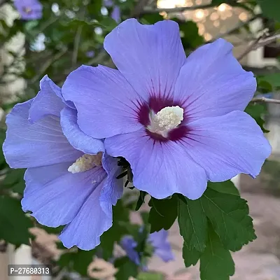 Zomoloco Hibiscus Blue Live Flower Plant Disha22