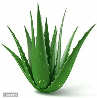 Zomoloco Get Aloe Aloe Vera Plant-thumb0