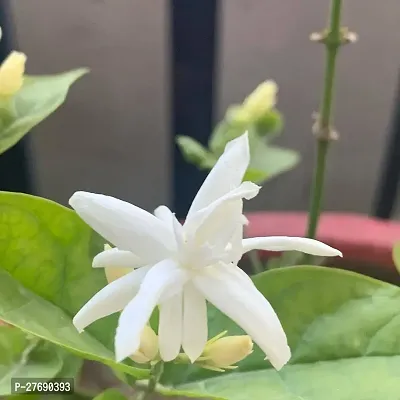 Zomoloco Arabian Jasmine Double Petal Live Flower-thumb0