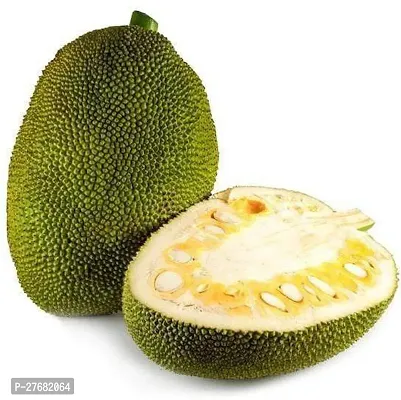 Zomoloco Jackfruit Plant Jnnn1 Jack Fruit Plant-thumb0